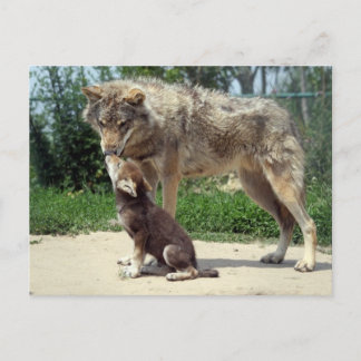carte postale loup et chiot