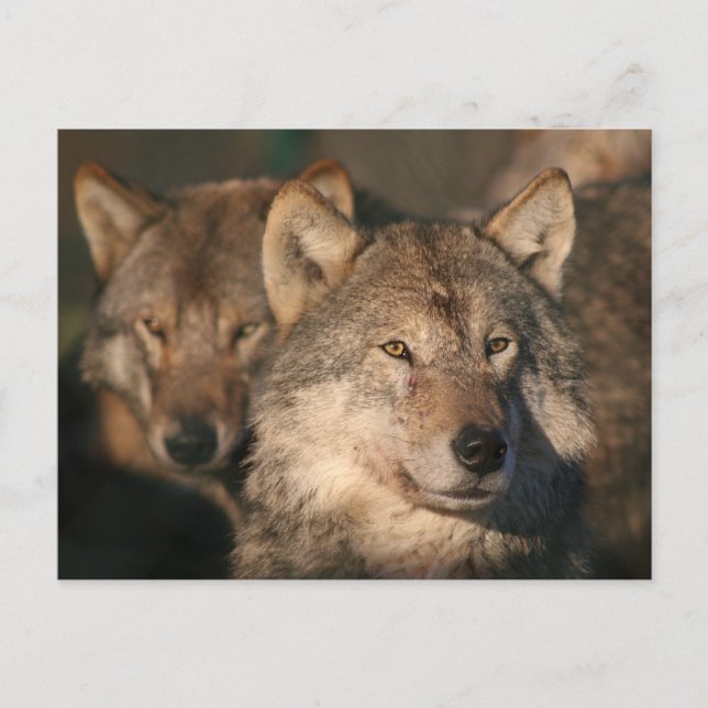 Carte Postale loup européen (Devant)