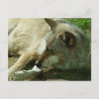 Carte postale Loup gris