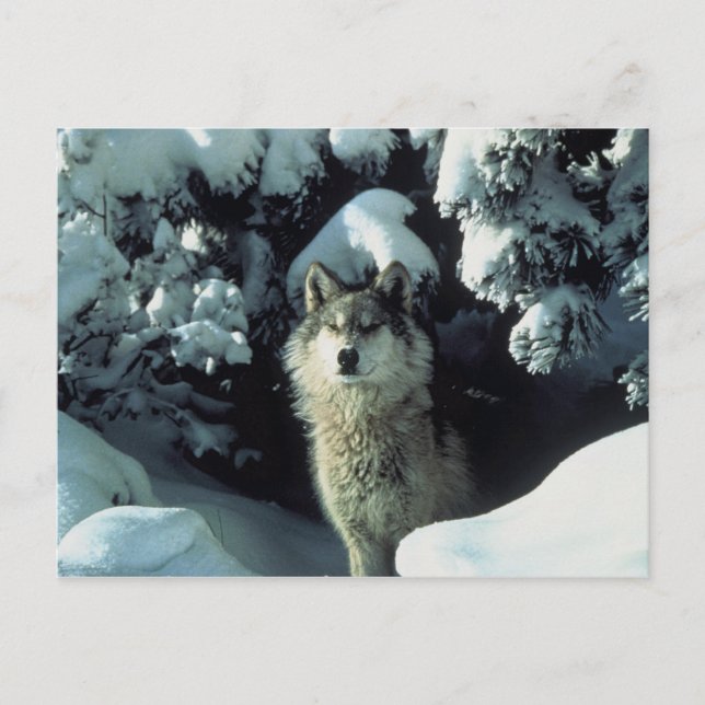 Carte Postale Loup gris (Devant)