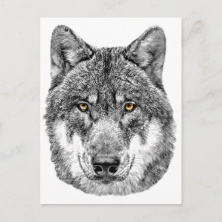 Carte Postale Loup gris