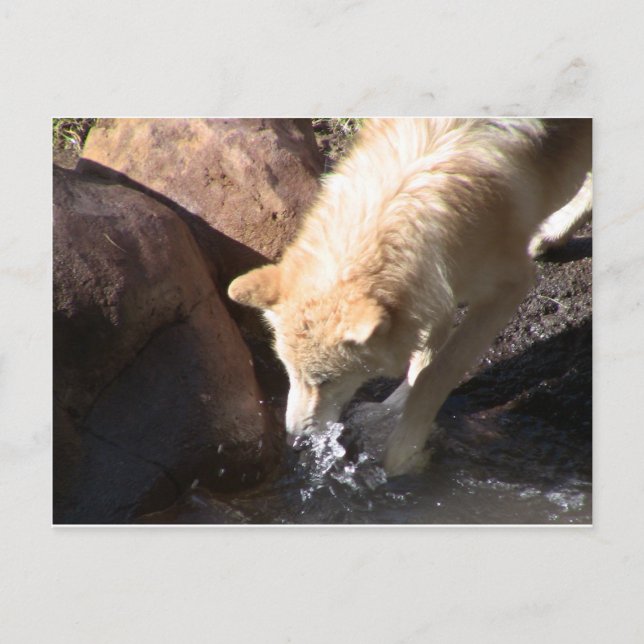 Carte Postale Loup gris (Devant)