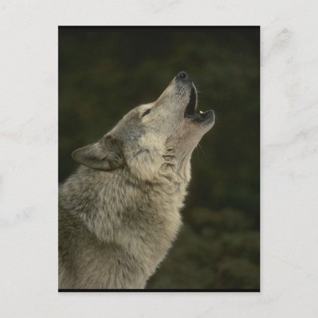Carte Postale Loup Gris (Devant)