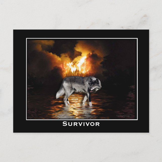 Carte postale Loup gris (Devant)