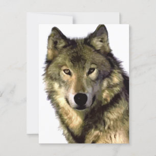 Carte Postale Loup gris