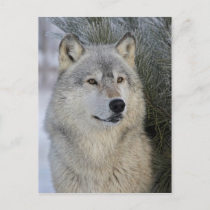 Carte Postale Loup gris