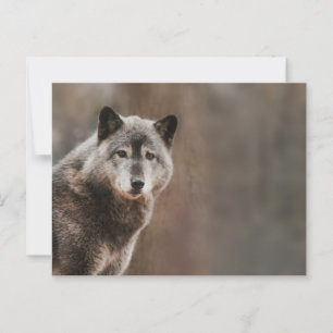 Carte Postale Loup gris