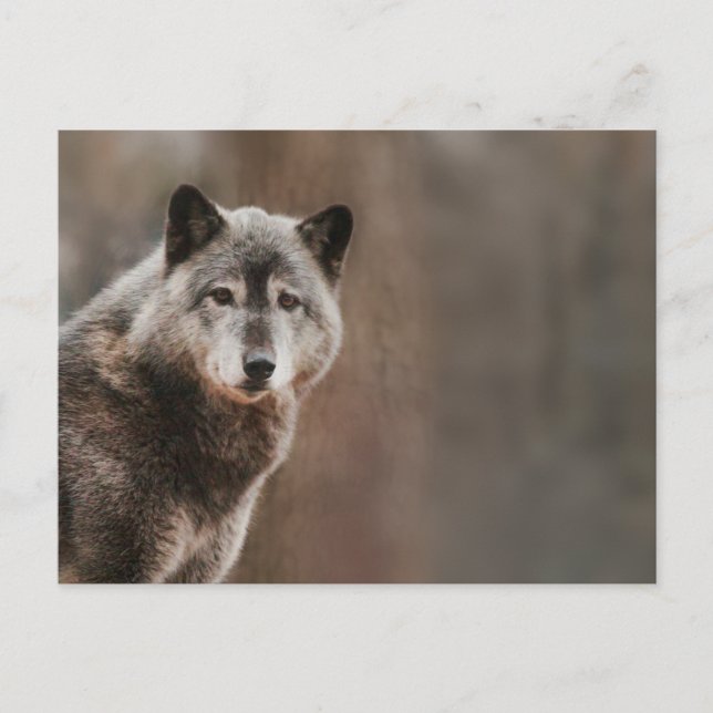 Carte Postale Loup gris (Devant)