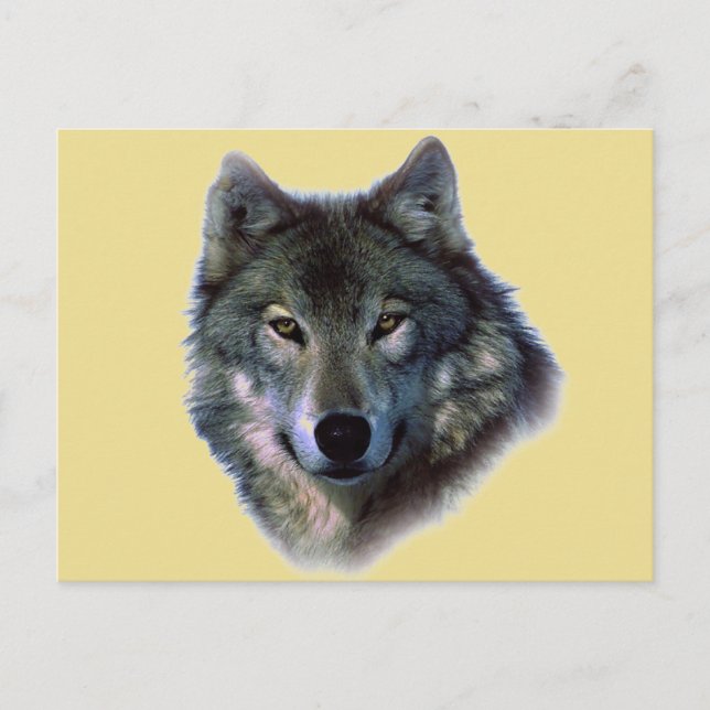 Carte Postale Loup gris (Devant)