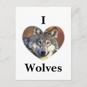 Carte Postale Loup gris