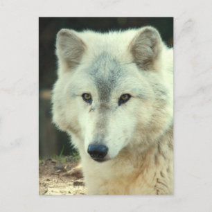 Carte postale Loup gris