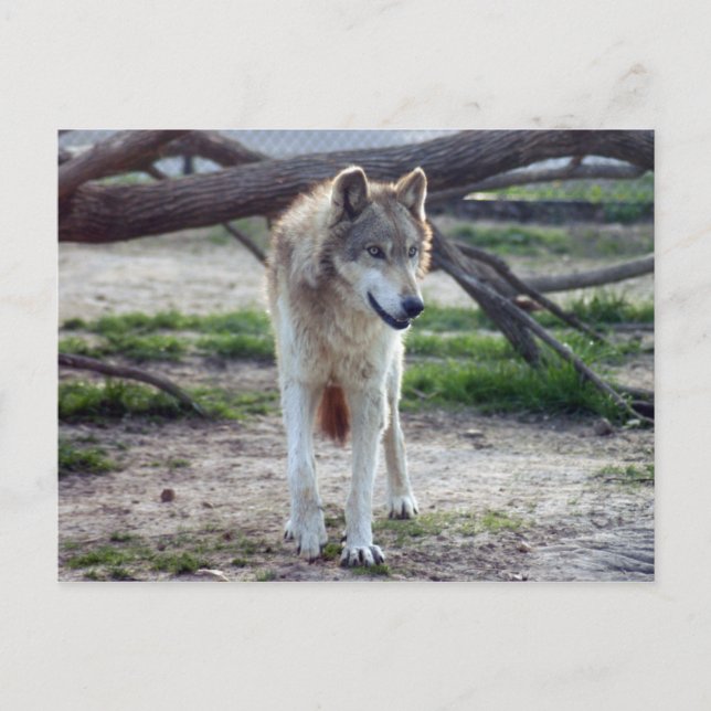 Carte Postale loup-gris-13 (Devant)