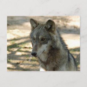 Carte Postale loup gris-21