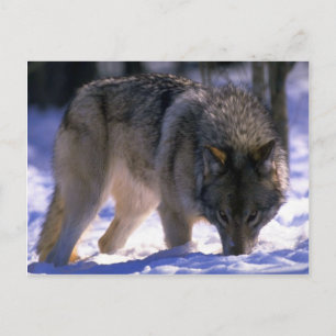 Carte Postale Loup gris au bord de la forêt enneigée, contact vi