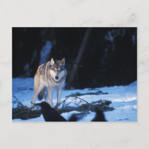Carte Postale loup gris, Canis lupus, dans les contreforts