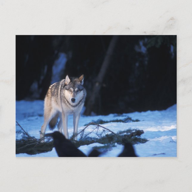 Carte Postale loup gris, Canis lupus, dans les contreforts (Devant)