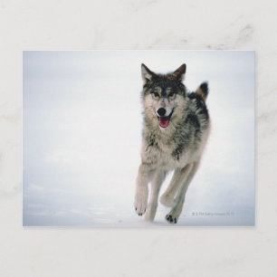 Carte Postale Loup gris courant