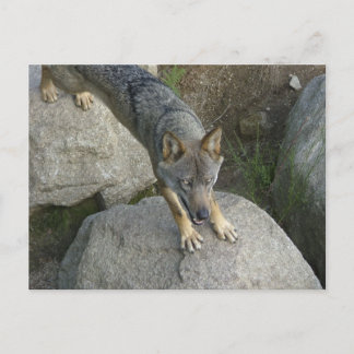Carte Postale Loup gris européen
