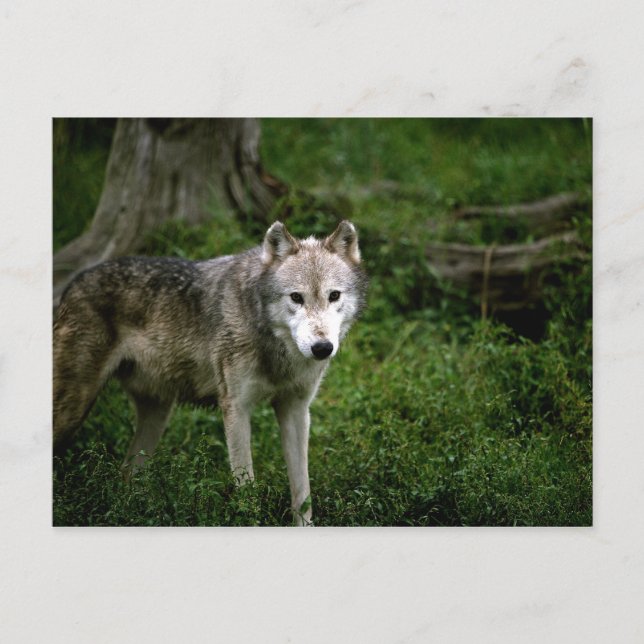 Carte Postale Loup gris, loup (Devant)