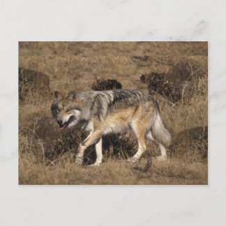 Carte Postale Loup gris - Loup de bois - Série Loup rouge