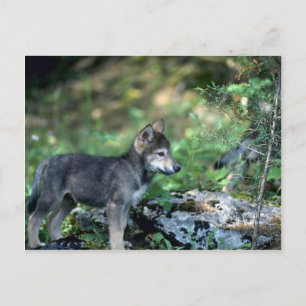 Carte Postale Loup gris petit chiot dans les bois verts