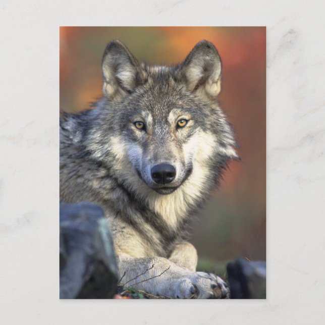 Carte Postale Loup gris photo (Devant)