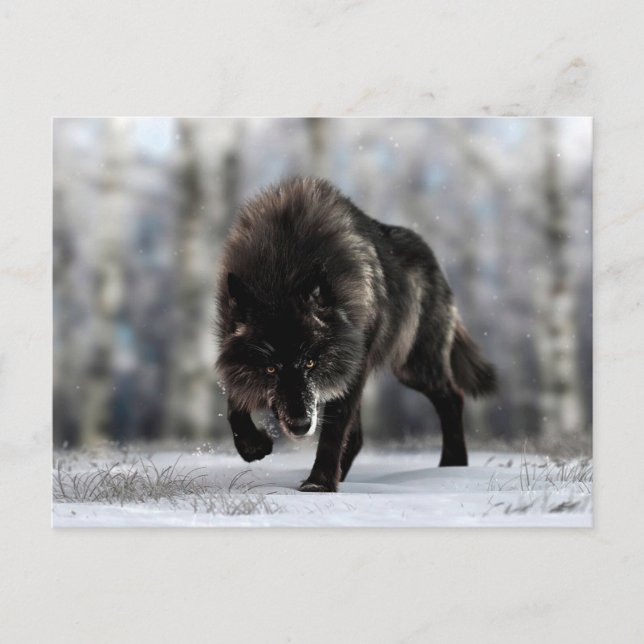 Carte Postale Loup noir en colère (Devant)