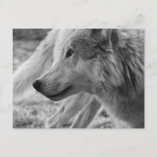 Carte Postale Loup noir et blanc