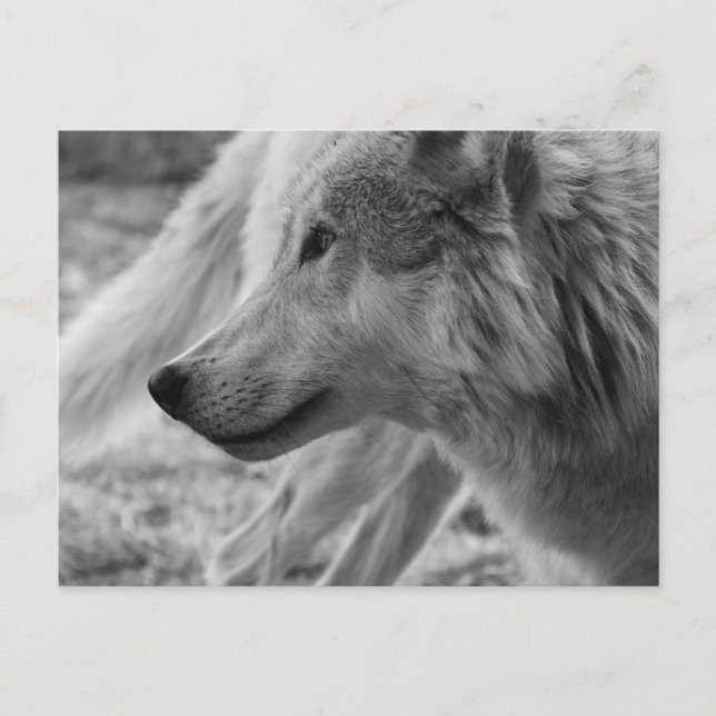 Carte Postale Loup noir et blanc (Devant)