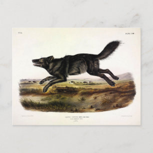 Carte Postale Loup noir ou Loup noir-américain (Canis Lupus)