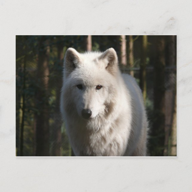 Carte Postale Loup polaire (Devant)