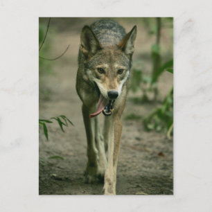 Carte Postale Loup rouge