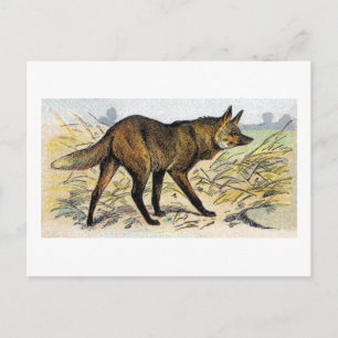 Carte Postale Loup rouge