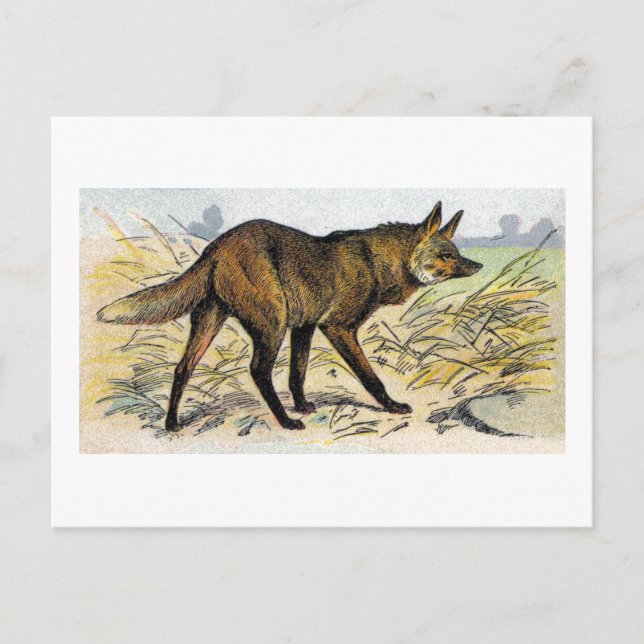 Carte Postale Loup rouge (Devant)