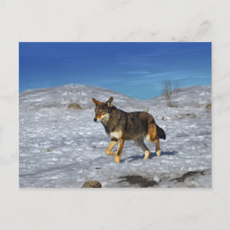 Carte Postale Loup rouge février 2011
