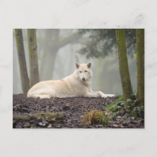 Carte Postale Loup solitaire