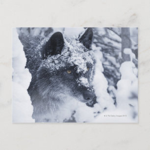 Carte Postale Loup solitaire dans la neige