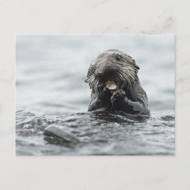 Carte Postale Loupe de mer adorable (Devant)