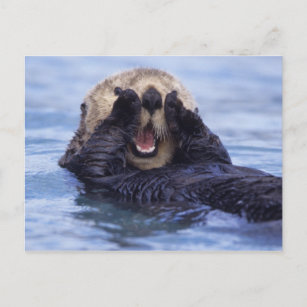 Carte Postale Loupe de mer   Alaska, USA