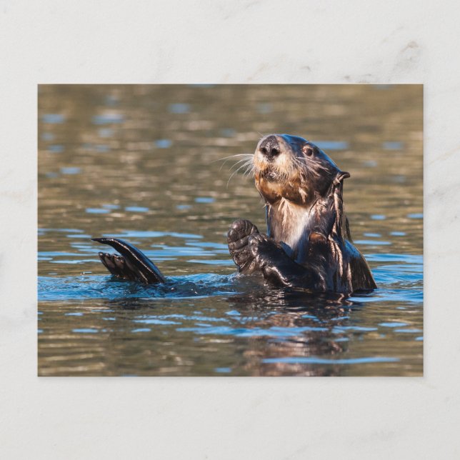 Carte Postale Loupe de mer ensoleillée (Devant)