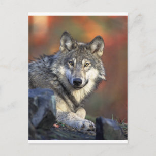 Cartes Loup D Anniversaire Zazzle Fr