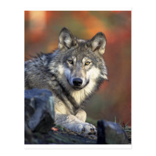 Cartes Loup D Anniversaire Zazzle Fr