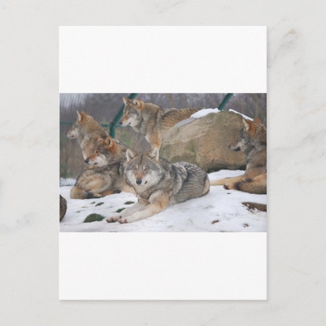 Carte Postale Loups (Devant)