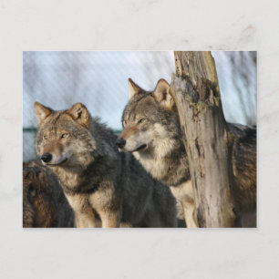Carte Postale loups