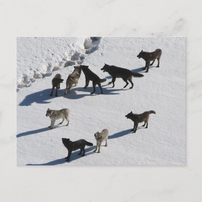 Carte Postale Loups (Devant)