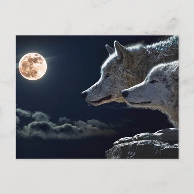 Carte Postale Loups blancs dans la Pleine lune (Devant)