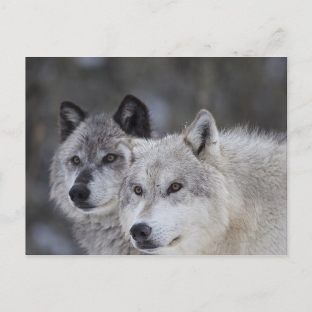 Carte Postale Loups (Canus lupus) | West Yellowstone (Devant)