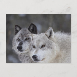 Carte Postale Loups (Canus lupus)   West Yellowstone