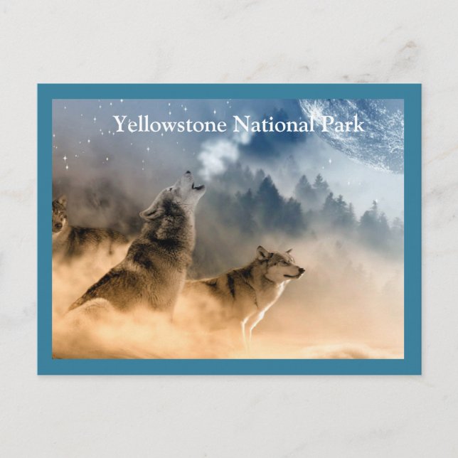 Carte postale Loups de Yellowstone (Devant)