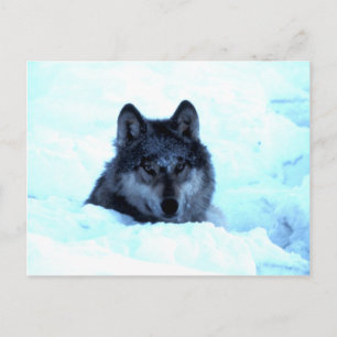 Carte Postale Loups des neiges